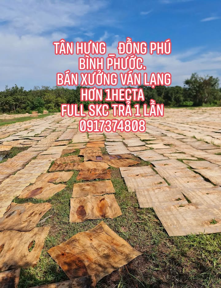 Bán xưởng 1 hecta tại Tân Hưng, Bà Rịa - Vũng Tàu - Đầu tư sinh lời ngay!