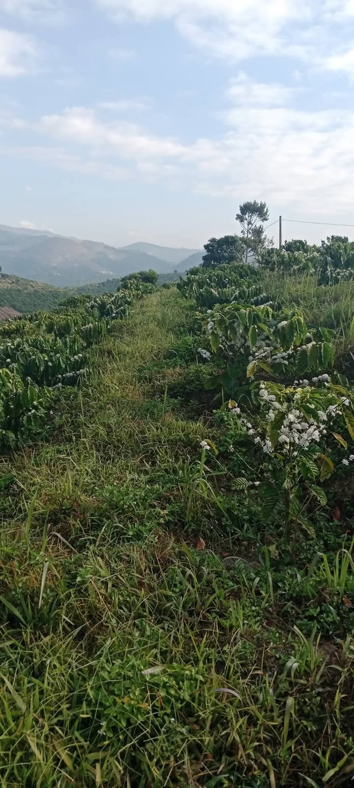 Đất nền 1.4 ha tại Làng 2, Xã Phúc Thọ, Giá 3.7 tỷ - Cơ hội đầu tư hấp dẫn!