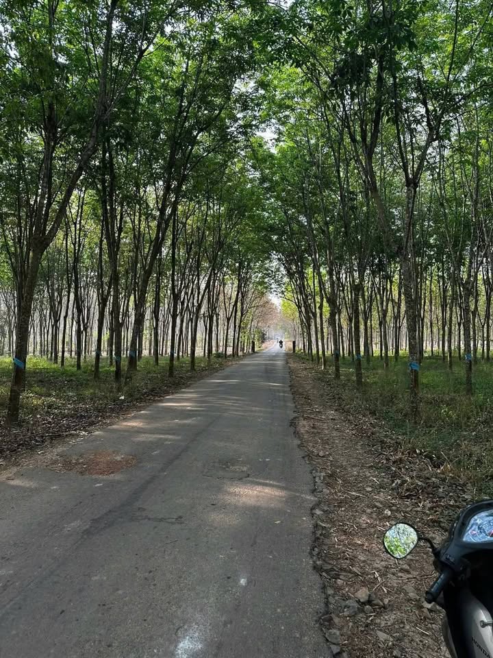 Đất nền 1,1ha tại Quang Minh, Chơn Thành - Giá chỉ 8.2 tỷ