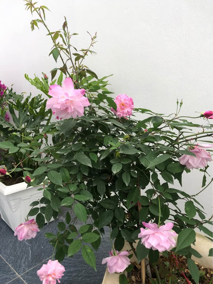 Đất biệt thự Xã Phúc Trìu 200m² giá 800 triệu - Cơ hội đầu tư sinh lời!