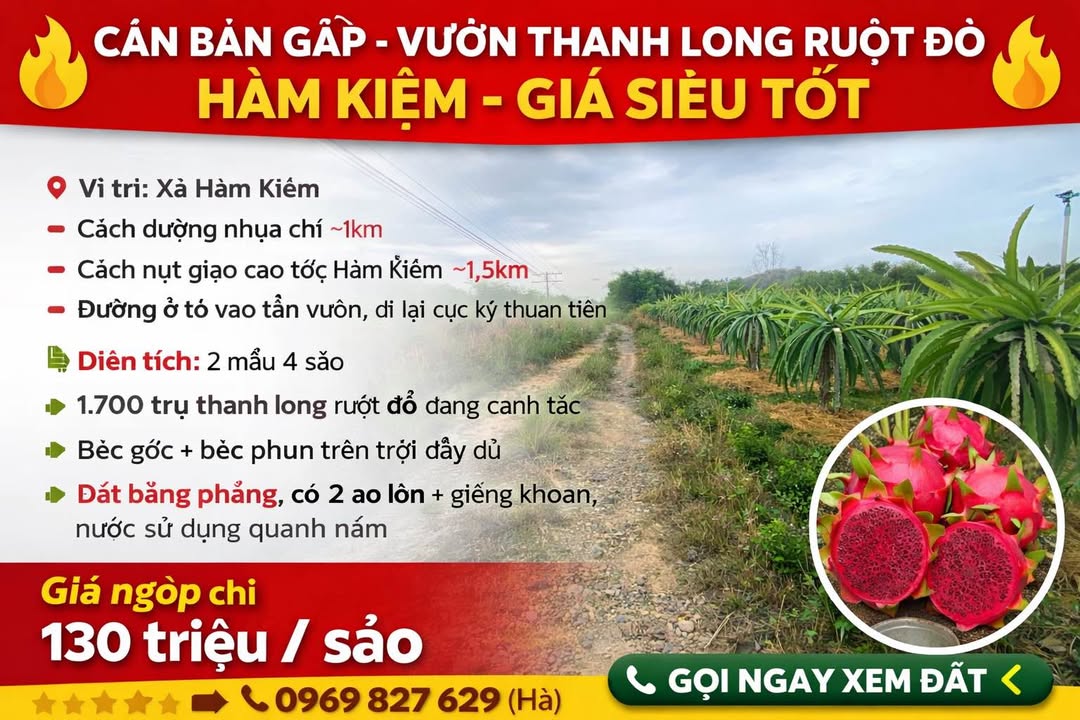 Vườn thanh long ruột đỏ Hàm Kiệm 28.640m² giá chỉ 10.92 tỷ - Cơ hội đầu tư hiếm có!