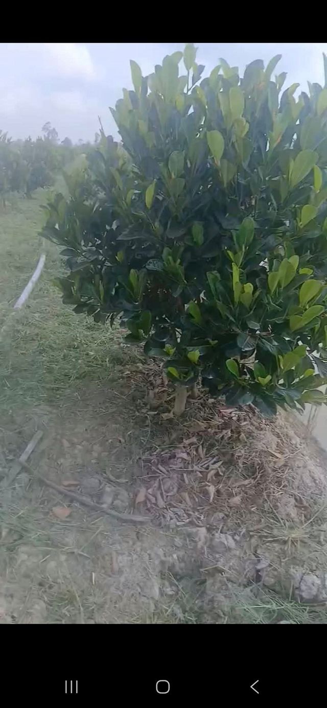 Farm 2 công 7 tại Xã Phú Quý, Thị xã Cai Lậy, Tiền Giang - Cơ hội đầu tư sinh lợi!