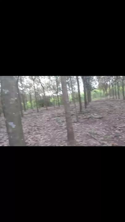 Đất nền Phước Thuận, Xuyên Mộc 25,000m² giá 4.5 tỷ - Cơ hội đầu tư lý tưởng!