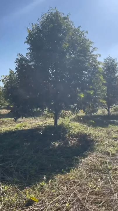 Đất vườn 5900m² tại Minh Thạnh, Dầu Tiếng - Sổ hồng chính chủ, giá 1.9 tỷ VND!