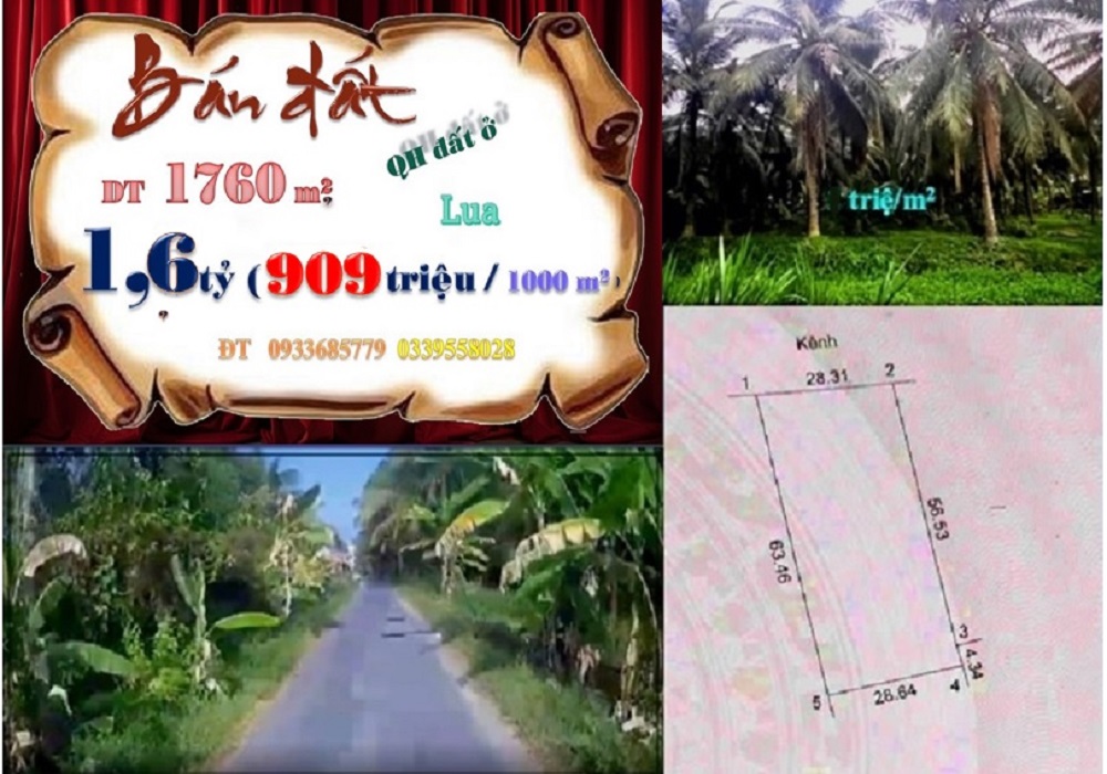 Đất vườn dừa Thành Triệu, Châu Thành, Bến Tre 1761m² giá 1.6 tỷ - Vị trí đắc địa!