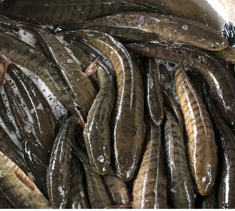 Đất nền Thị trấn Ea Pốk 800m² giá 1.4 tỷ - Phù hợp xây dựng nhà vườn nghỉ dưỡng!