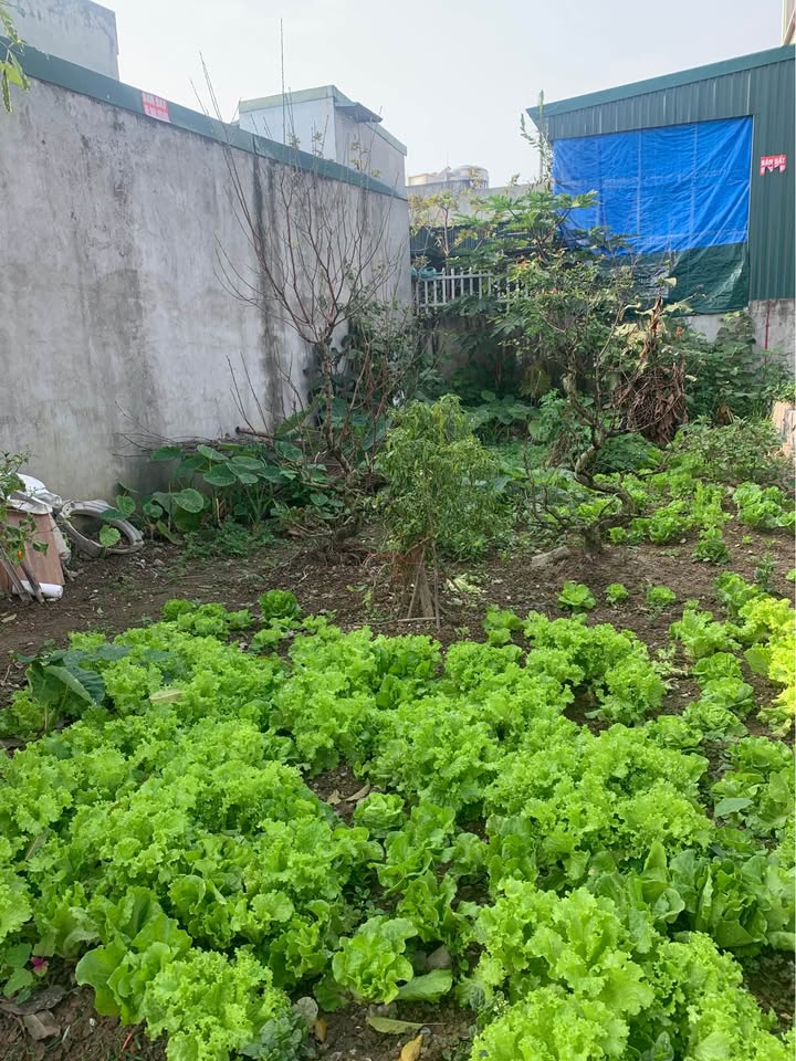 Đất mặt đường nhựa chợ Thắng Cựu, Phú Xuân 49m² giá 1.3 tỷ - Đầu tư sinh lời!