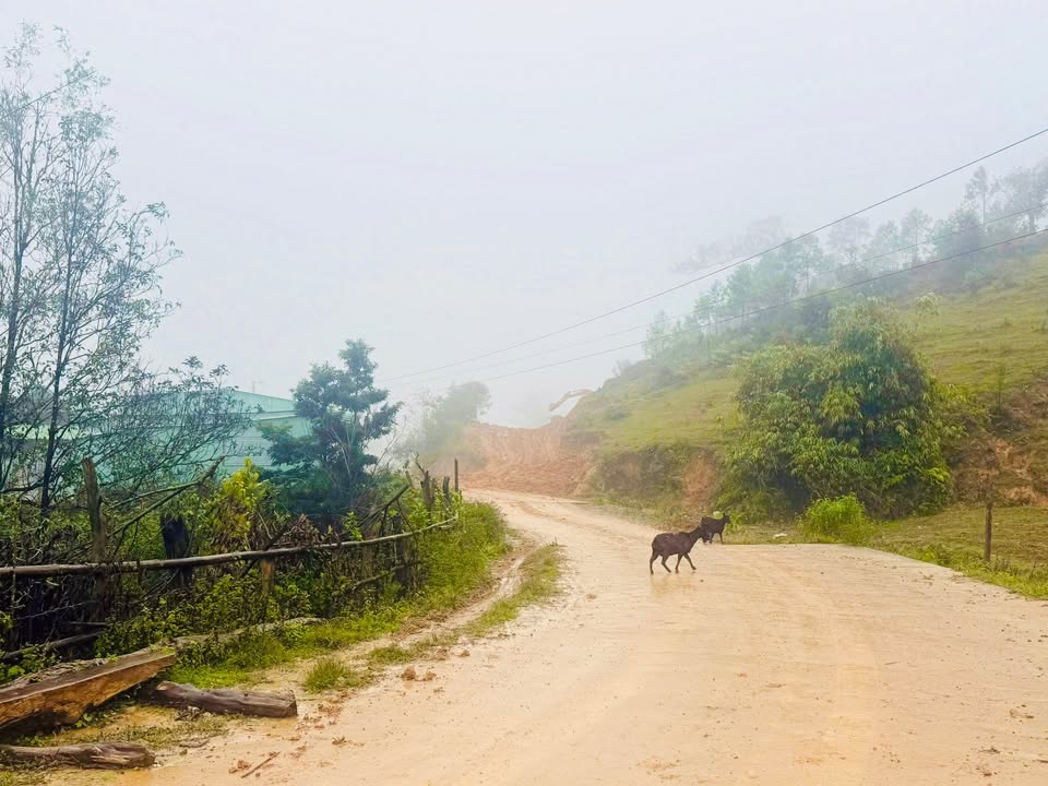 Đất thổ cư 1000m² tại thôn Kon Bayh, Măng Đen - Cơ hội đầu tư giá tốt!