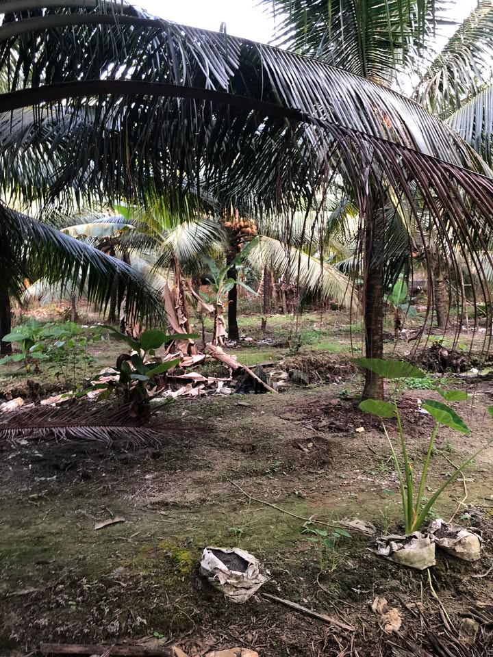 Đất nền Xuân Đông 150m² giá chỉ 300 triệu - Cơ hội vàng cho gia đình trẻ!