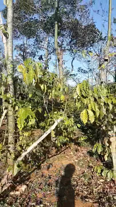 Đất thổ cư tại thôn 4, xã Nâm N'Jang, 1332m² - Giá chỉ 1.5 tỷ VND!