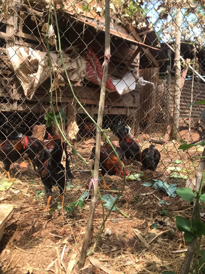 Đất nền Khánh Xuân Buôn Ma Thuột 180m² giá 999 triệu - Cơ hội đầu tư lý tưởng!