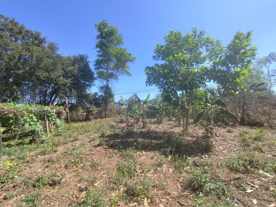 Đất nền Cư Jút 225m² giá 1,1 tỷ - Đầu tư sinh lời hấp dẫn!