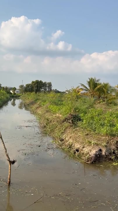 Đất nông nghiệp 2300m² Lộ Thới Lai, Cần Thơ - Thích hợp trồng cây và nuôi cá!