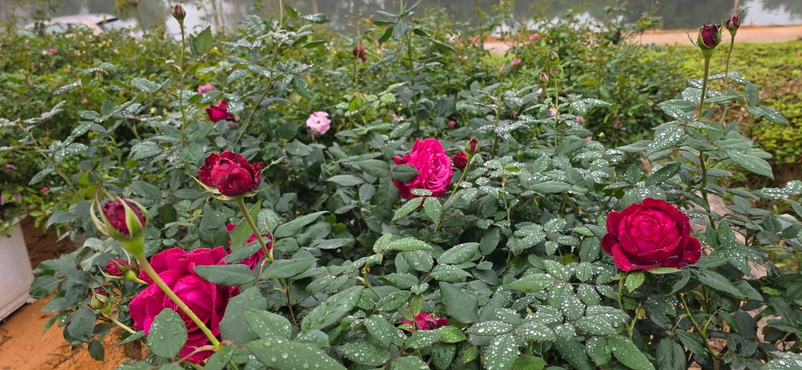 Đất nghỉ dưỡng hoặc nhà xưởng tại Tam Tiến, Yên Thế, 1600m² giá 1.9 tỷ - Cơ hội đầu tư lý tưởng!