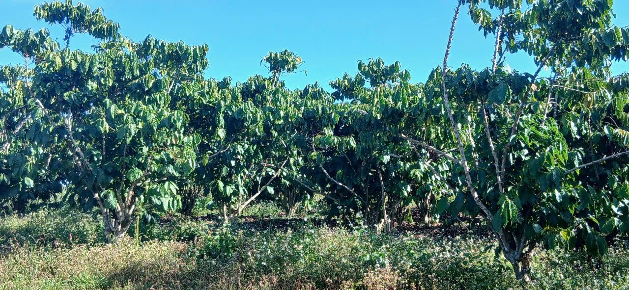 Đất Farm 3492m² tại Xã Lộc Phú, Huyện Bảo Lâm - Giá 3.3 tỷ, Lợi nhuận cao!