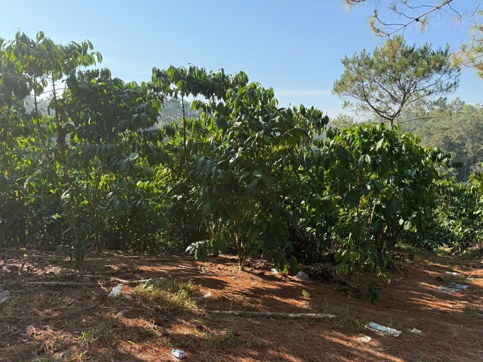 Đất Bằng Triền Nhẹ 9 Sào Đường Ô Tô Suối Lớn - Giá 1.62 Tỷ Rẻ Nhất Khu Vực!