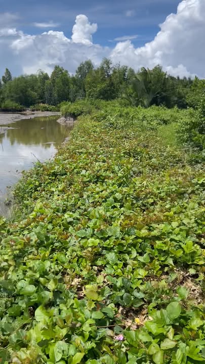 Farm nuôi tôm, cua 19.267m² tại Phong Thạnh Tây A, Bạc Liêu - Giá chỉ 1.125 tỷ!