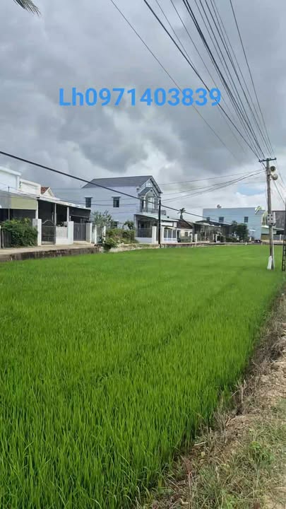 Đất nông nghiệp Phước Quang 1500m² giá thỏa thuận - Cơ hội đầu tư hấp dẫn!