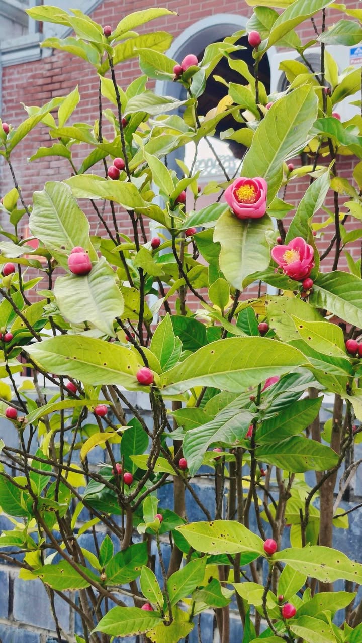 Đất lô góc tại thị trấn Chờ, Yên Phong 60m² giá 1 tỷ - Cơ hội sở hữu tuyệt vời!