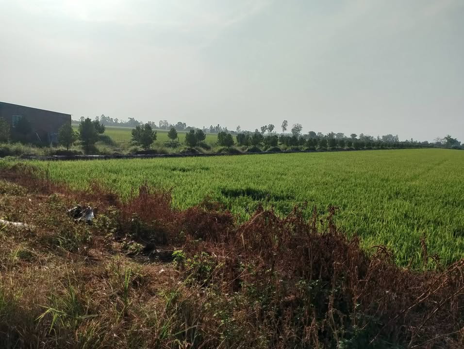 Đất vườn sầu riêng Monthon 8000m² tại Tân Hội Trung, giá 4.8 tỷ - Cơ hội đầu tư tuyệt vời!