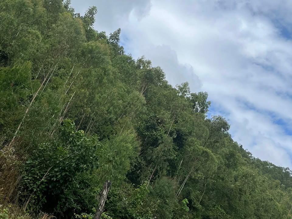 Đất farm 6ha tại xã Ea Ô, huyện Ea Kar, giá 1 tỷ - Cơ hội đầu tư sinh lời!