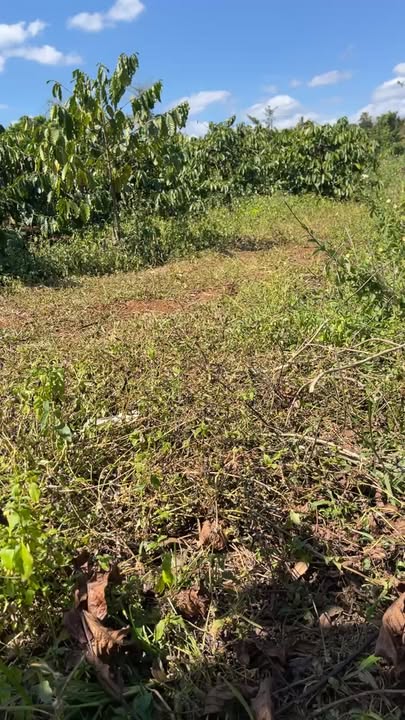 Đất nền Phường Thống Nhất, Buôn Hồ 720m² giá 850 triệu - Đầu tư sinh lời ngay!