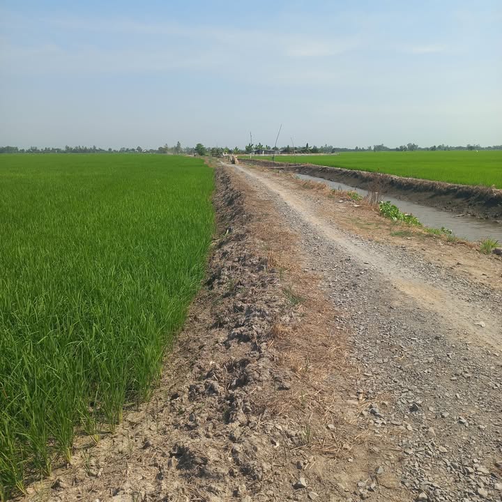 Đất nền 25 công tại Xã Phú Hiệp, Huyện Tam Nông, Đồng Tháp - Giá 3.25 tỷ, cơ hội đầu tư tốt!