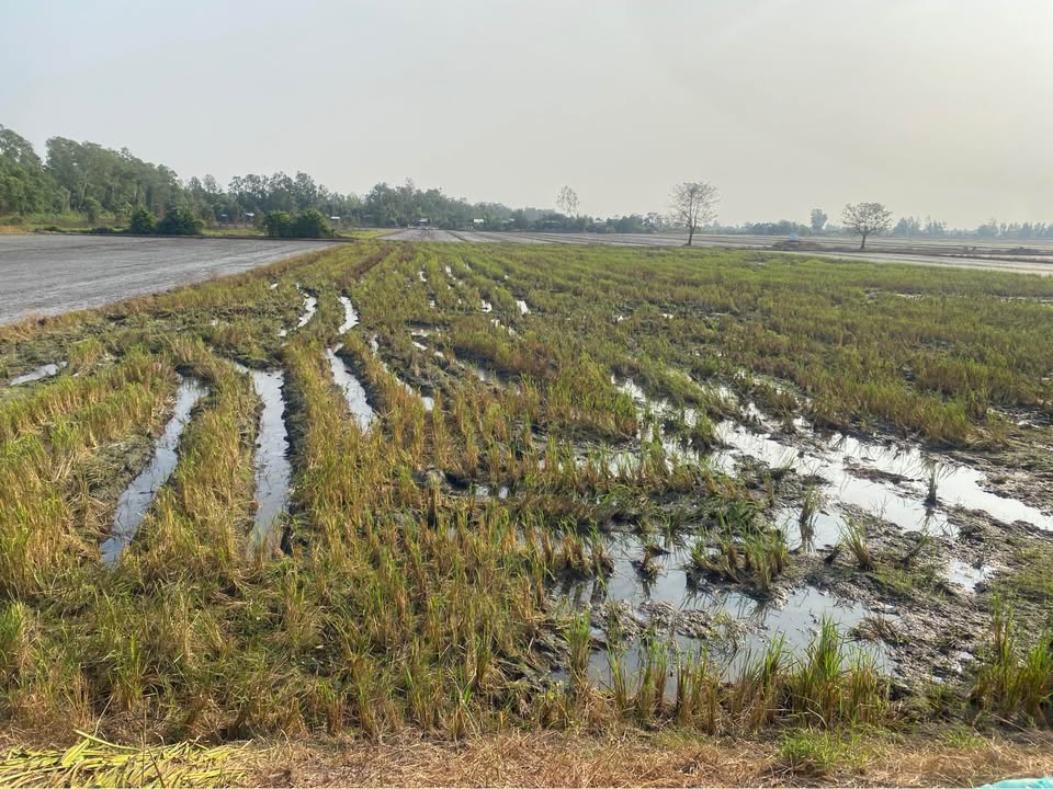 Đất ruộng 2600m² xã Phong Mỹ, Đồng Tháp giá 550 triệu - Cơ hội đầu tư tuyệt vời!