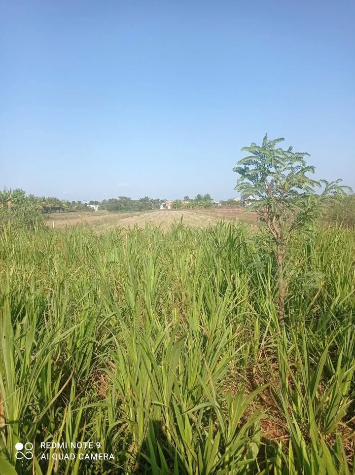 Đất ruộng 5070m² tại Kiểng Phước, Gò Công Đông giá 3.042 tỷ - Tiềm năng chuyển thổ cư