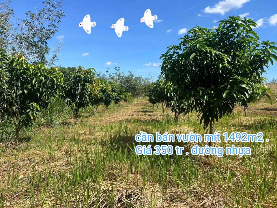 Vườn mít 1492m² Huyện Dầu Tiếng giá 350 triệu - Đầu tư sinh lời hấp dẫn!