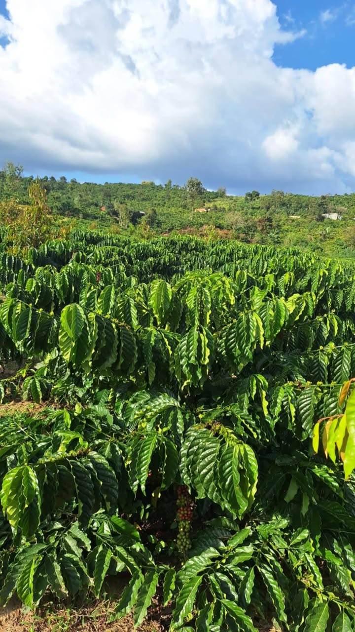 Đất nông nghiệp 8 xào tại Tân Văn, Lâm Hà giá 4 tỷ - Pháp lý rõ ràng!
