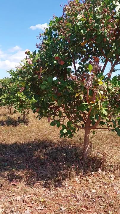 Cho thuê đất canh tác tại Ia Krai, Gia Lai - Diện tích 10.000m², vị trí đắc địa!