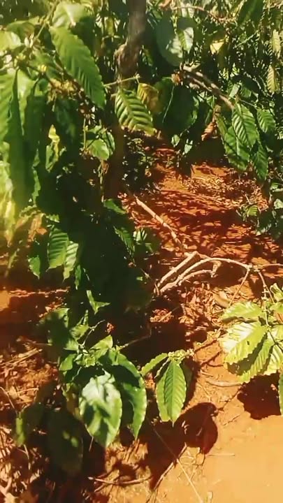 Bán rẫy 5.4ha tại xã Ia Le, huyện Chư Pưh - Giá chỉ 1.5 tỷ VND!