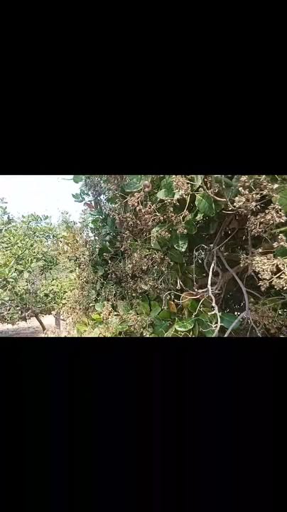 Đất nền đường Dung C14, Huyện Đức Cơ, 20.000m² giá chỉ 500 triệu - Cơ hội đầu tư tuyệt vời!