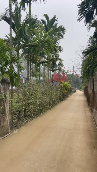 Đất thổ cư 1000m² Huyện Hạ Hòa - Sổ đỏ chính chủ, diện tích rộng rãi!