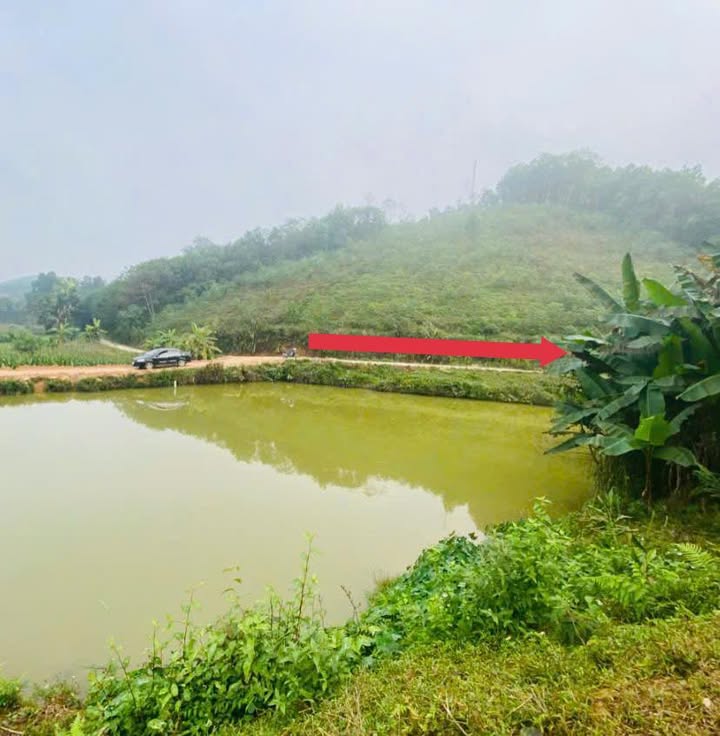 Đất rừng sản xuất Bình Xuyên 1600m² giá chỉ 120 triệu - Tiềm năng đầu tư lớn!