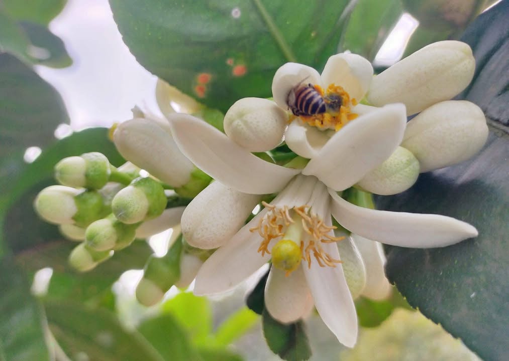 Nhà bán Vĩnh Lộc A, Bình Chánh 320m² giá 9 tỷ - Vị trí đắc địa ngay trung tâm chợ Thới Hoà!