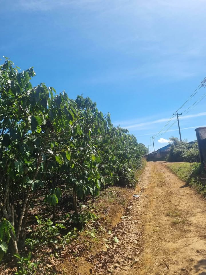 Đất Farm 8 sào thôn 7 Lộc Quảng, Huyện Bảo Lâm - Mặt tiền 60m, giá 5.2 tỷ