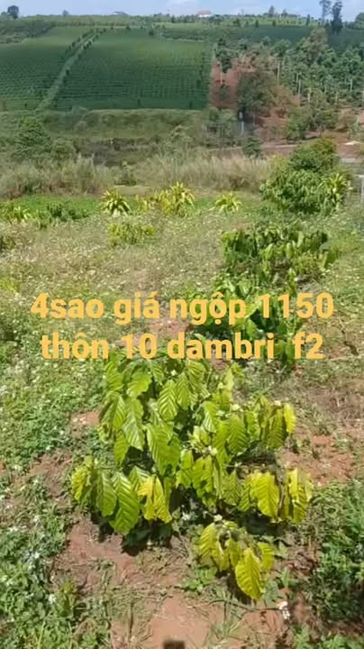 Đất nền Bảo Lộc 1440m² giá 1.15 tỷ - Cơ hội đầu tư tuyệt vời!