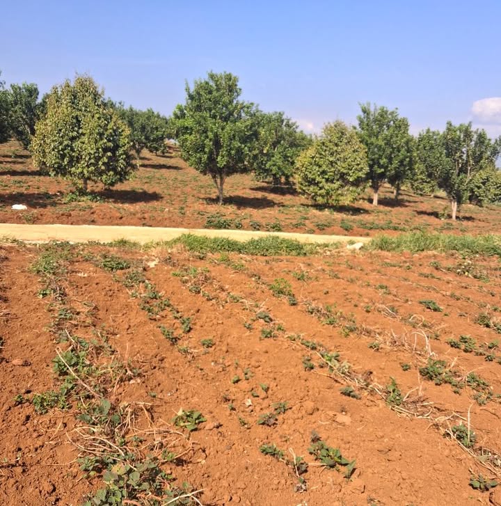 Đất nông nghiệp Tân Văn, Lâm Hà 20.000m² giá 7.02 tỷ - Cơ hội đầu tư tuyệt vời!