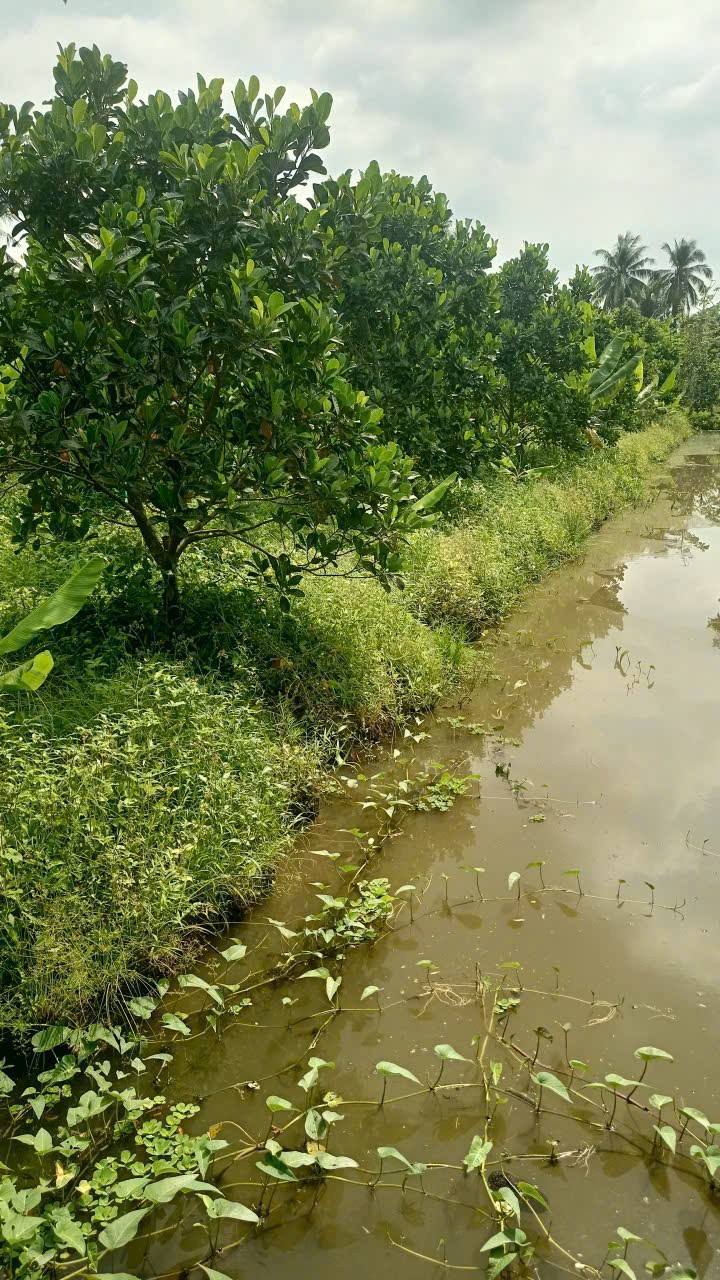 Đất nông nghiệp 3600m² tại Ấp Đông Lợi, Huyện Châu Thành, Hậu Giang - Giá chỉ 300 triệu!