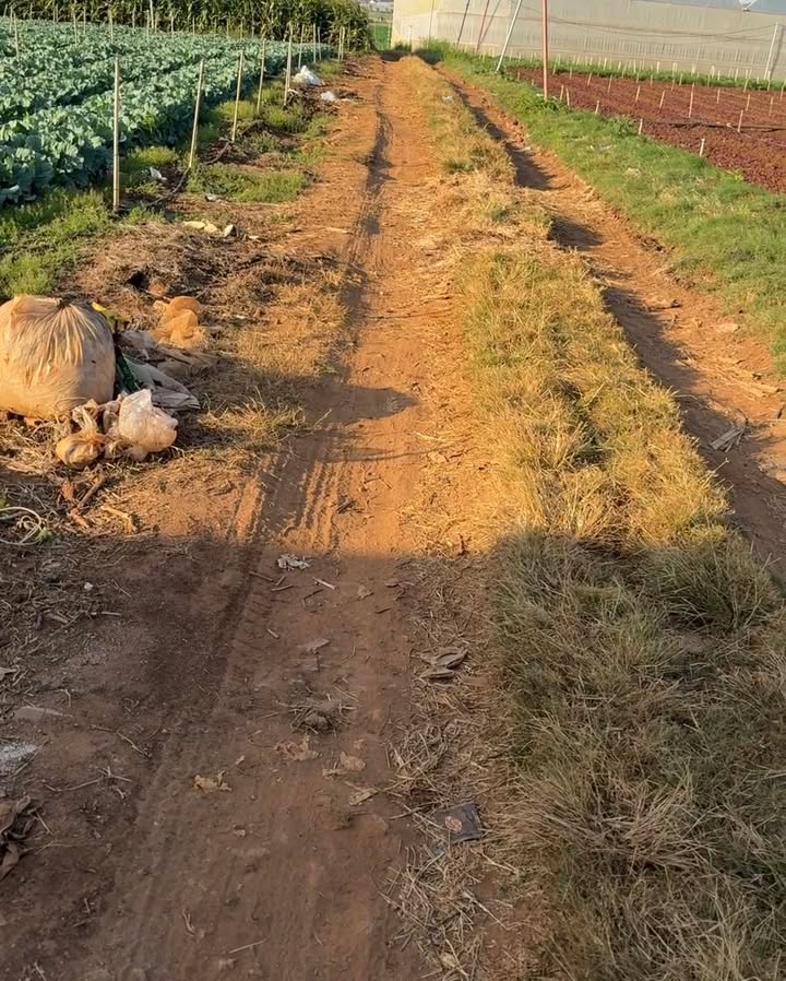 Đất sào Ka Đơn, Đơn Dương, Lâm Đồng 1908m² giá chỉ 1.855 tỷ - Đầu tư sinh lời ngay!