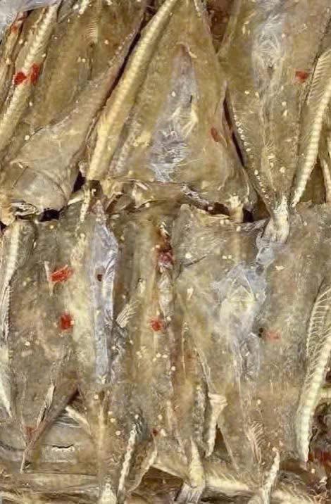 Đất Farm 2300m² Tại Xã Tân An Thạnh, Vĩnh Long - Giá Chỉ 600 Triệu!