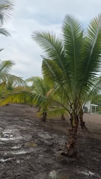 Bán vườn dừa mini 600m² tại Trung Ngãi, Vĩnh Long - Giá chỉ 440 triệu!