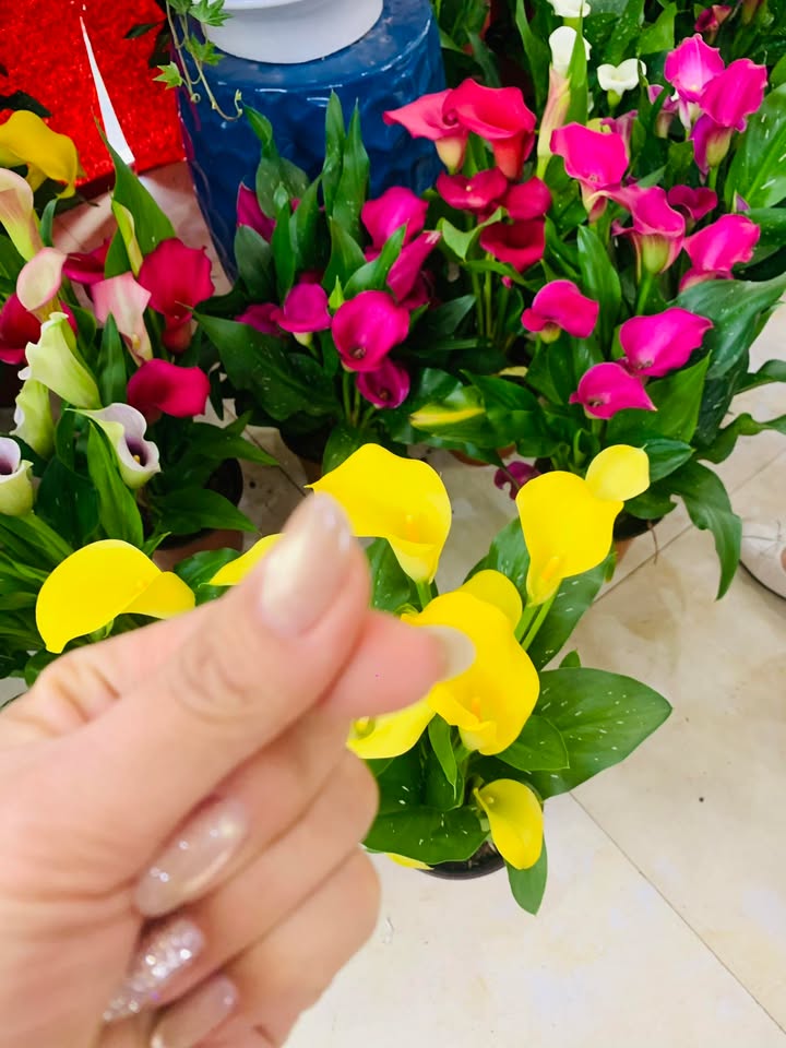 Đất nền đấu giá Lục Nam 90m² giá chỉ 3.5 tỷ - Đầu tư sinh lời ngay!