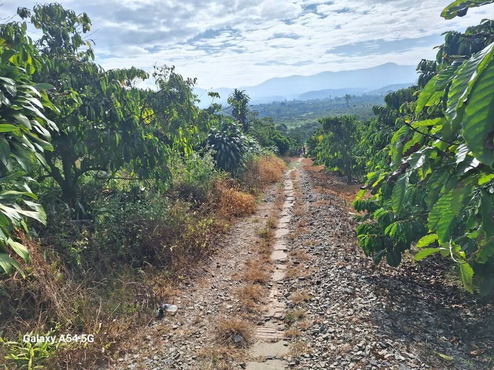 Đất nền Hòa Bắc, Di Linh 5000m² giá 2.2 tỷ - Cơ hội đầu tư tuyệt vời!