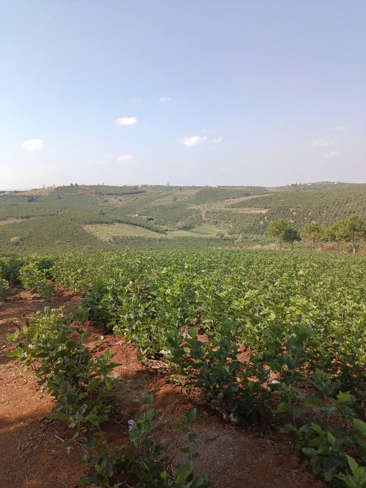 Đất nền Thôn 7 Lộc Quảng Bảo Lâm 3600m² giá 2.72 tỷ - Đầu tư sinh lời ngay!