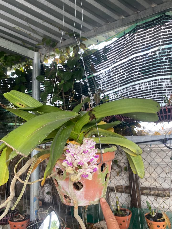 Đất nền Ninh Thọ 186m² giá thỏa thuận - Cơ hội đầu tư hấp dẫn!