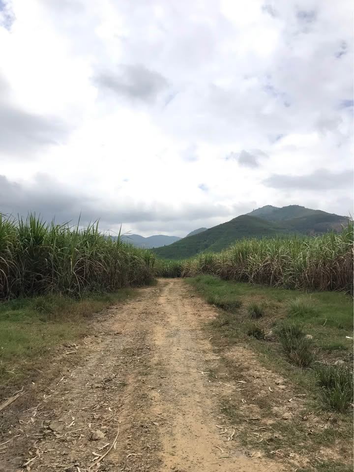 Đất Farm 4ha tại Ninh Tây, Ninh Hòa - Giá 6 tỷ, sẵn sàng đầu tư!