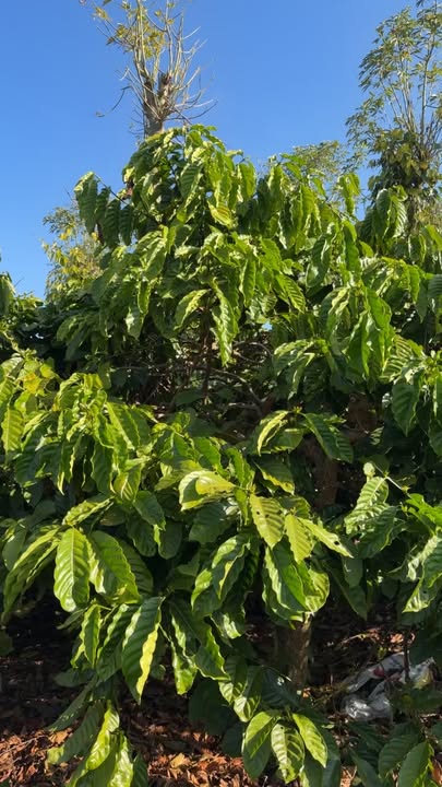 Đất thổ cư Thôn 3, Xã Thuận Hà, Huyện Đắk Song 2160m² giá 2.16 tỷ - Sổ đỏ chính chủ!